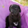 Tilly großes Herz auf vier Pfoten sucht ihr Zuhause!