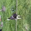 Yasso sucht ein Zuhause / Pflegestelle