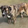 Hanni, geb. ca. 12/2020, 59069 Hamm