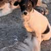 Vidar, kleiner Hundemann auf der Suche