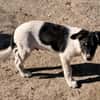 Vidar, kleiner Hundemann auf der Suche