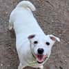 Snow sucht weltbestes Zuhause- Familienhund
