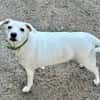 Snow sucht weltbestes Zuhause- Familienhund