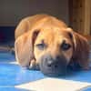 Mulan (zur Pflege in 86706 Weichering)