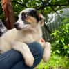 Henry sucht Dich!