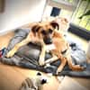 Umar (zur Pflege in 65346 Eltville am R)