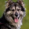 Wuschelige FREYA sucht ein Zuhause