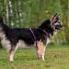 Wuschelige FREYA sucht ein Zuhause