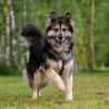 Wuschelige FREYA sucht ein Zuhause