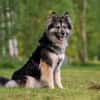 Wuschelige FREYA sucht ein Zuhause