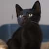 DEMBELE