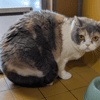 PEPITA A17487