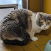 PEPITA A17487