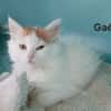 Gael