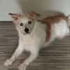 PONGO