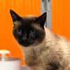 HERMES FIV+