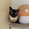 HERMES FIV+