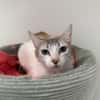 ROSALIE