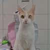 Zazou
