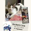 Barbicha