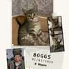 Boogs