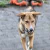 Teddy - Welpe sucht Platz zum ankommen