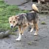 Teddy - Welpe sucht Platz zum ankommen