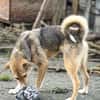 Teddy - Welpe sucht Platz zum ankommen