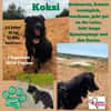 Koksi sucht seine Menschen🐾