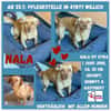 NALA sucht ihr Zuhause