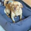 NALA sucht ihr Zuhause
