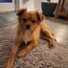 Josie, kleine Zaubermaus❤ sucht ihre Familie