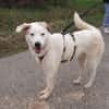 BUDDY - erfahrene Hunde-Menschen gesucht