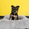 Klein Jasina sucht Dich ....