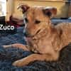 Zuco  jung, klug, charmant