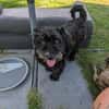 Pudelmix Malu sucht ihre Familie