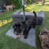 Pudelmix Malu sucht ihre Familie