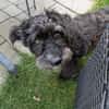 Pudelmix Malu sucht ihre Familie