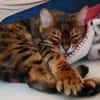 lieber Bengalkater in Riedstadt