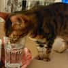 lieber Bengalkater in Riedstadt