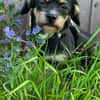 Millie sucht ab Ende Juli ihr erstes eigenes Zuhause