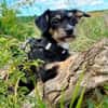 Millie sucht ab Ende Juli ihr erstes eigenes Zuhause