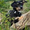 Millie sucht ab Ende Juli ihr erstes eigenes Zuhause