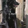 Doris