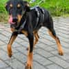 Welpe Mathew sucht sein Glück - auf Pflegestelle in Kamp L.