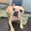 Phoebe - Zuhause gesucht