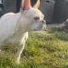 Phoebe - Zuhause gesucht
