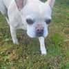 Phoebe - Zuhause gesucht