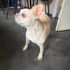 Phoebe - Zuhause gesucht