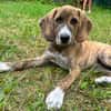 Zuhause gesucht für Cookie